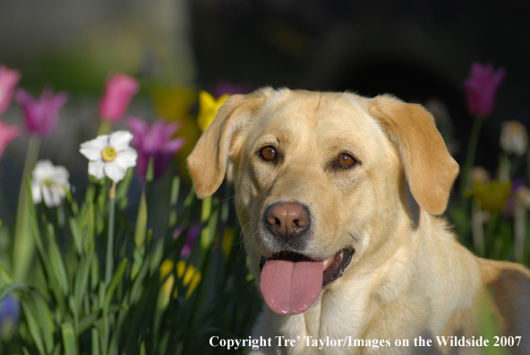 Yellow Labrador Retriever