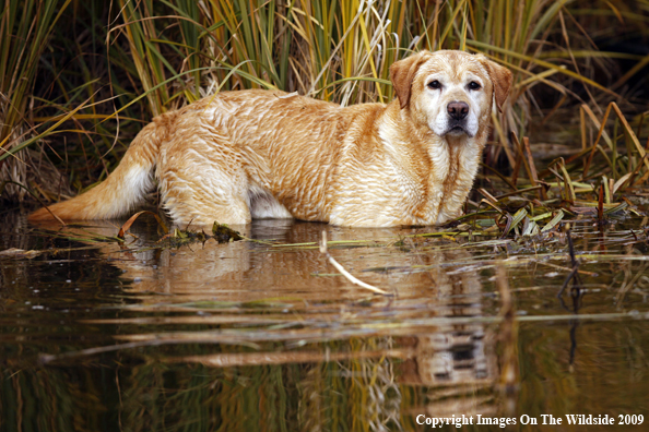 Yellow Labrador Retriever
