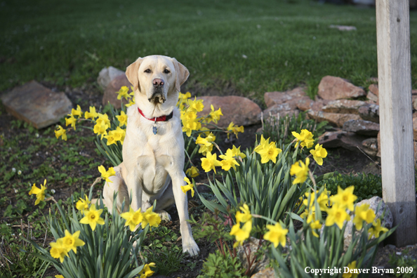Yellow Labrador Retriever in yard