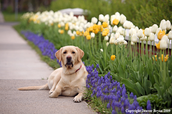 Yellow Labrador Retriever by flowers