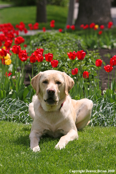 Yellow Labrador Retriever by flowers