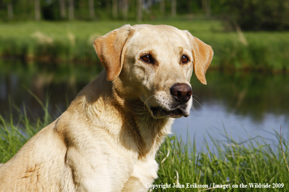 Yellow Labrador Retriever in field
