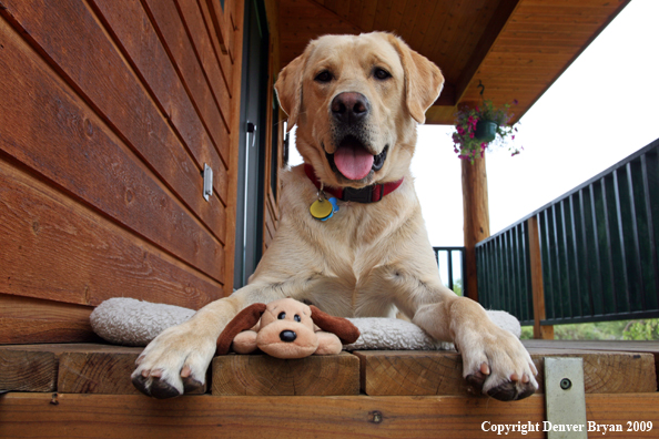 Yellow Labrador Retriever on deck with stuffed toy