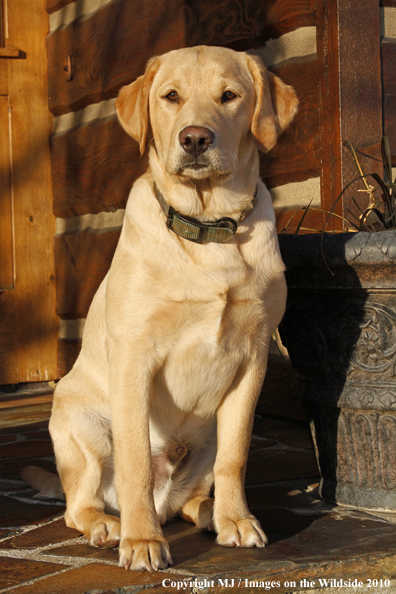 Yellow Labrador Retriever