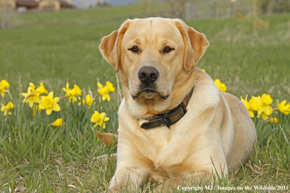 Yellow Labrador Retriever.