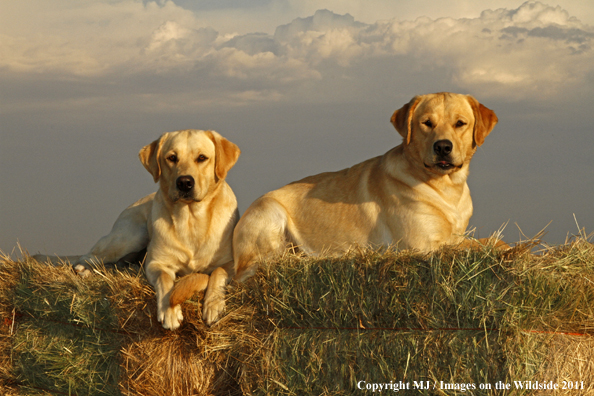Yellow Labrador Retrievers.