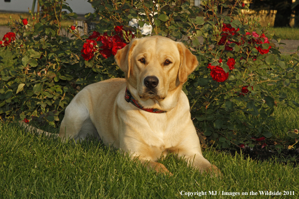 Yellow Labrador Retriever.