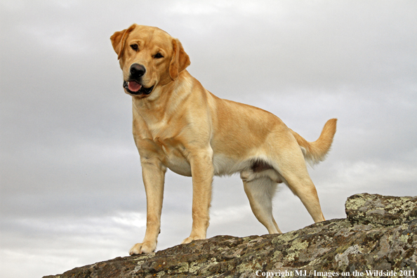 Yellow Labrador Retriever.