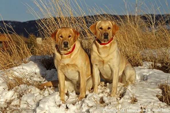 Yellow Labrador Retrievers. 
