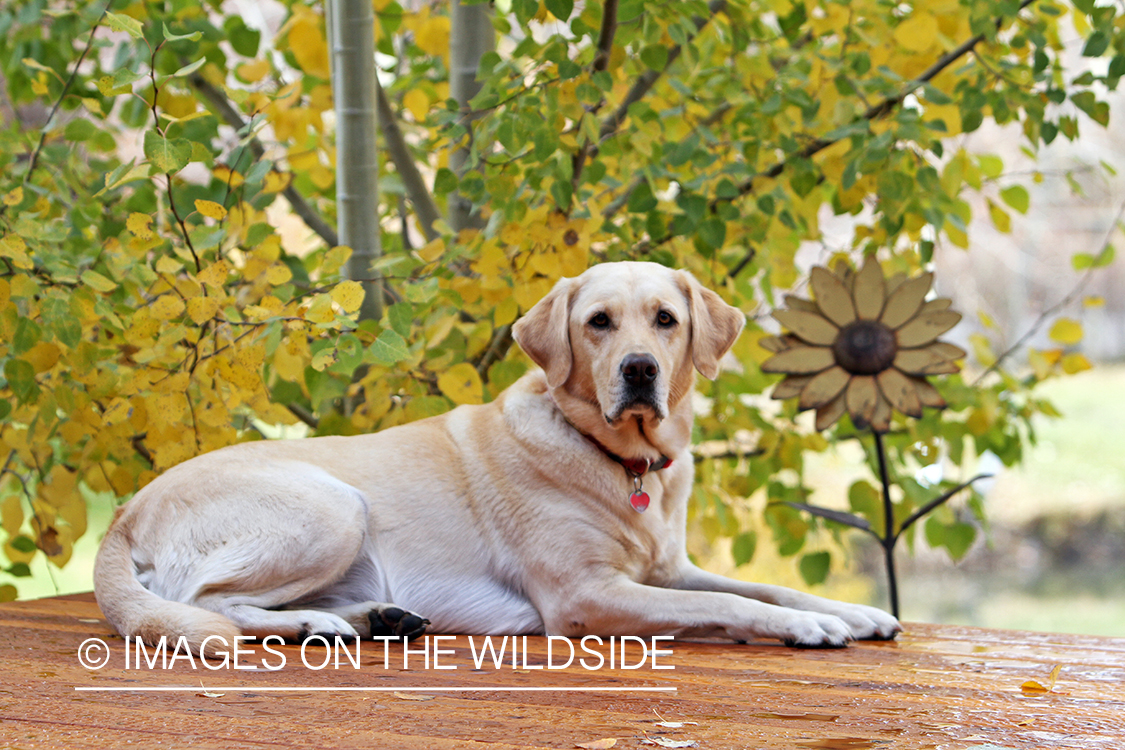 Yellow Labrador Retriever 