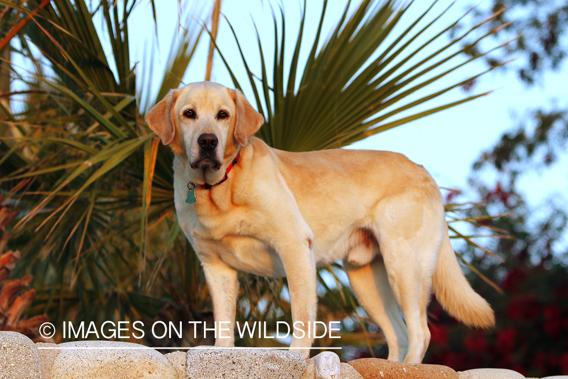 Yellow Lab in Mexico.