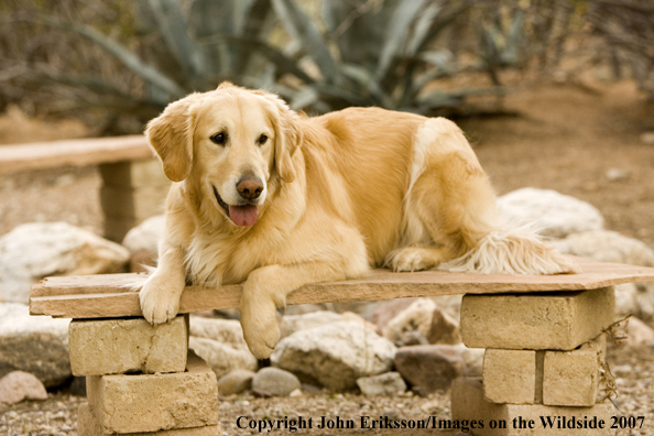 Golden Retriever 