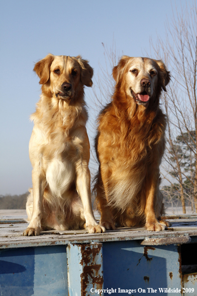 Golden Retrievers