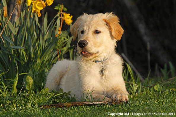 Golden Retriever Puppy.