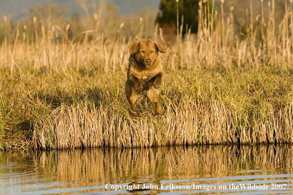 Chesapeake Bay Retriever