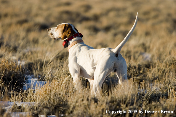  English Pointer on point in field.