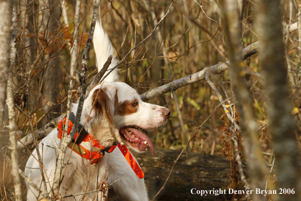  English Setter with bagged grouse and gun in woods