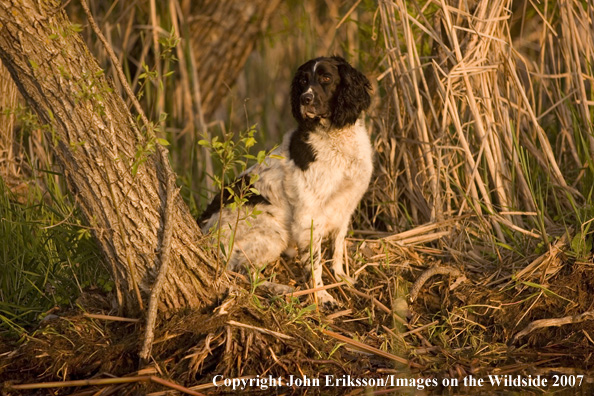 Springer Spaniel