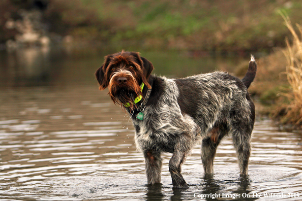German Wirehair Pointer in field