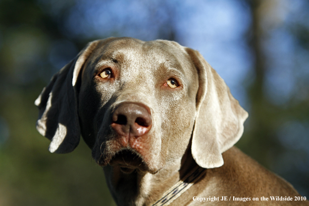 Weimaraner in field