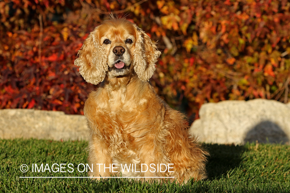 Cocker Spaniel in front of fall background.