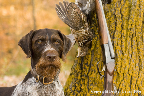 Drahthaar with bagged grouse and gun in woods