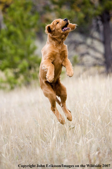 Golden Retriever puppy
