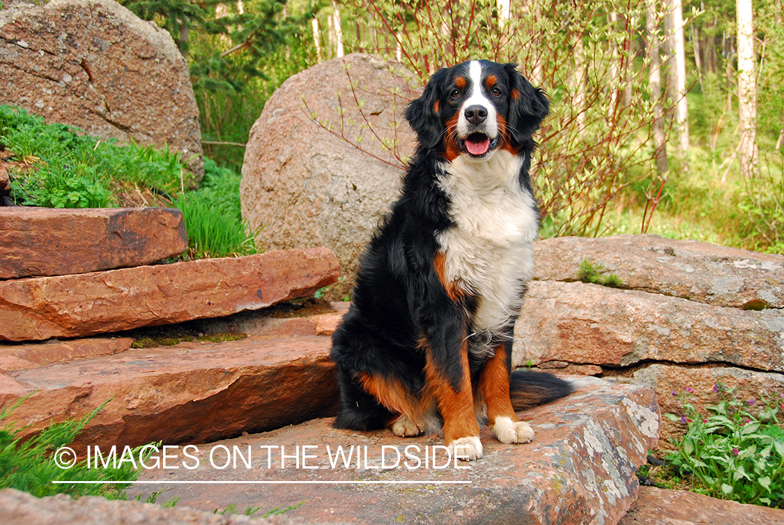 Bernese Mountain Dog