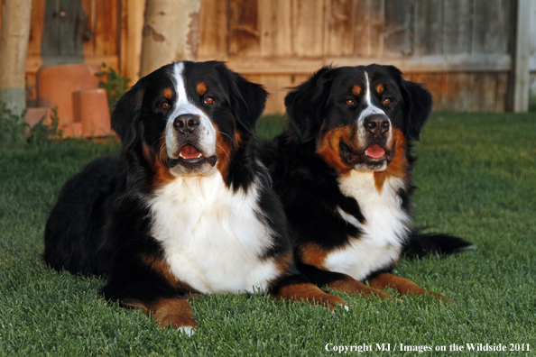 Bernese Mountain Dogs.