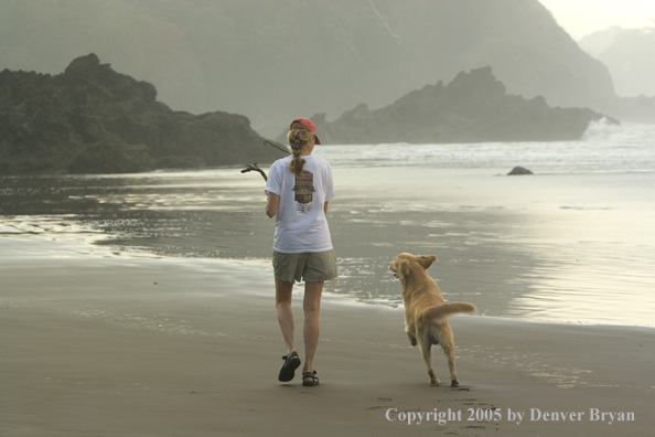 Golden Retriever running on beach with owner.