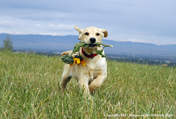 Yellow Labrador Retriever Puppy