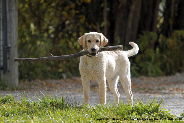 Yellow Labrador Retriever Puppy with stick