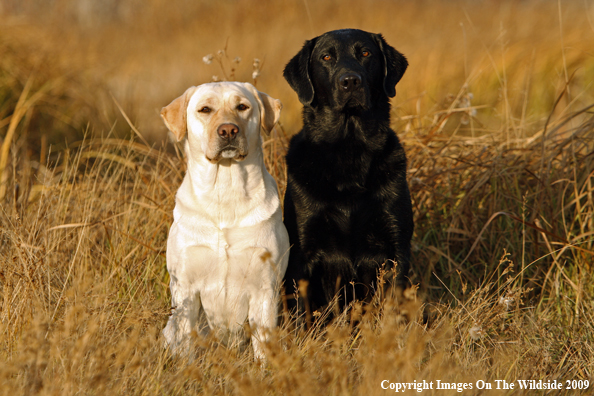 Yellow and Black Labrador Retrievers