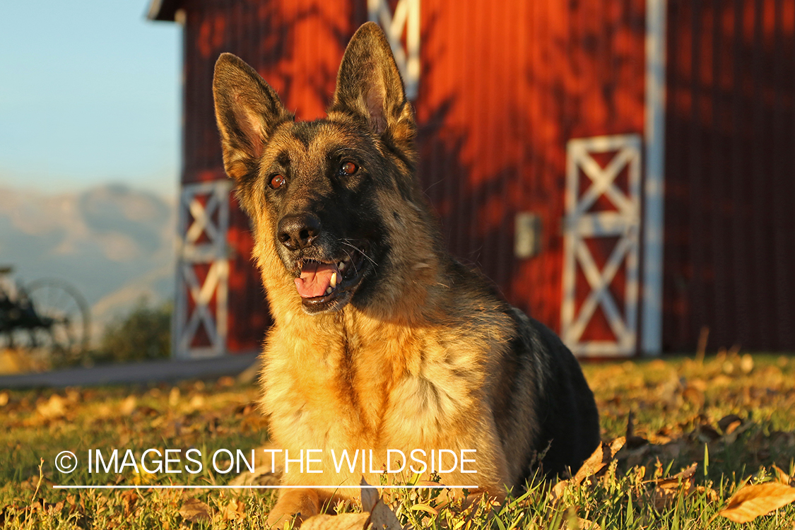 German Shepherd in front of red barn.