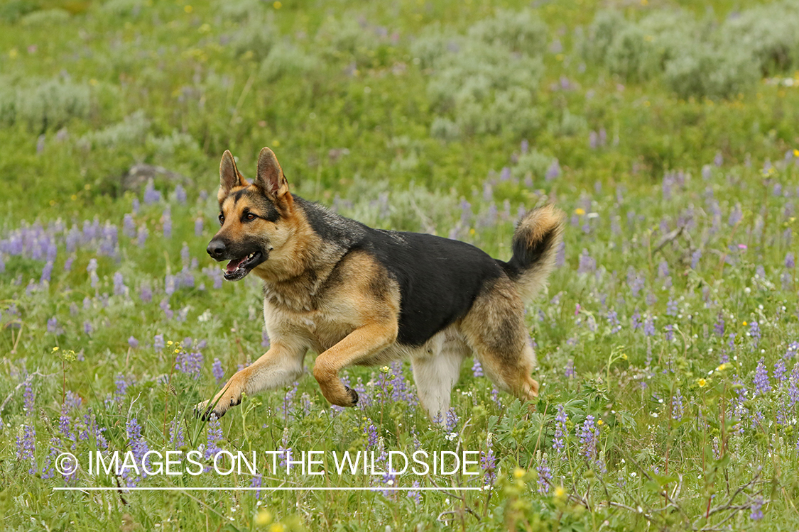 German Shepherd running.