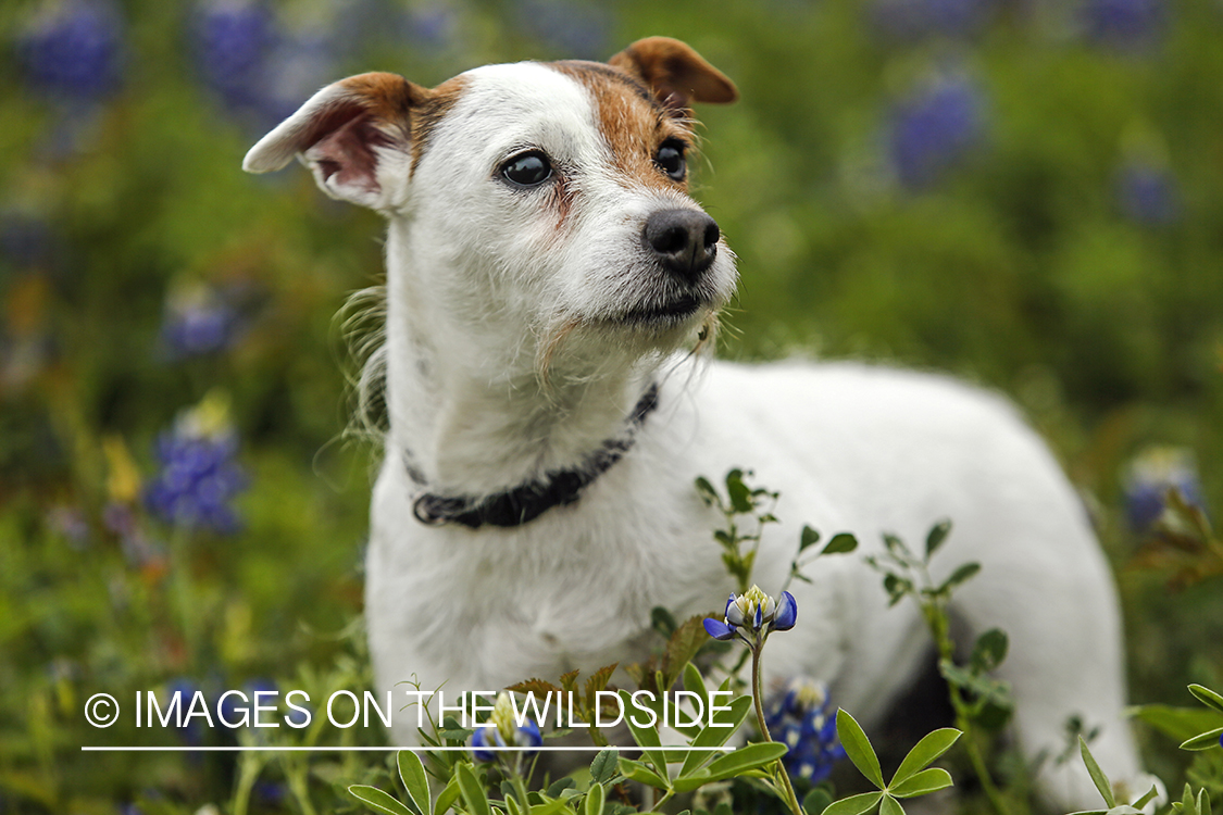 Jack Russel Terrier in field of wildflowers.