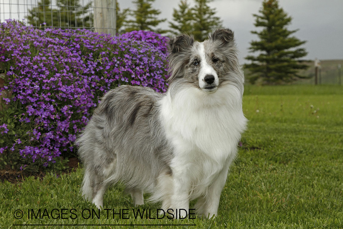 Sheltie in field. 