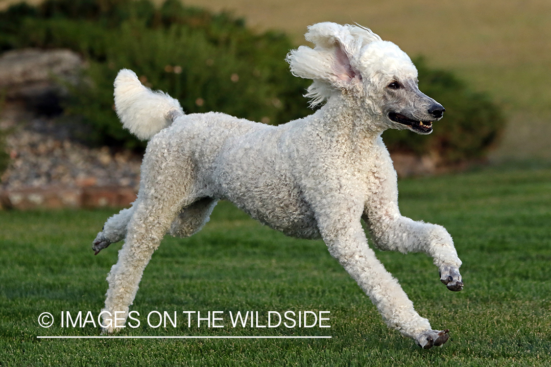 Standard Poodle running in grass.