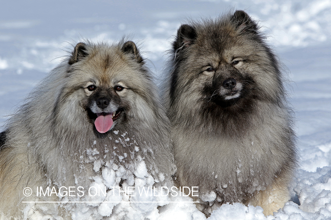 Keeshonds in snow.