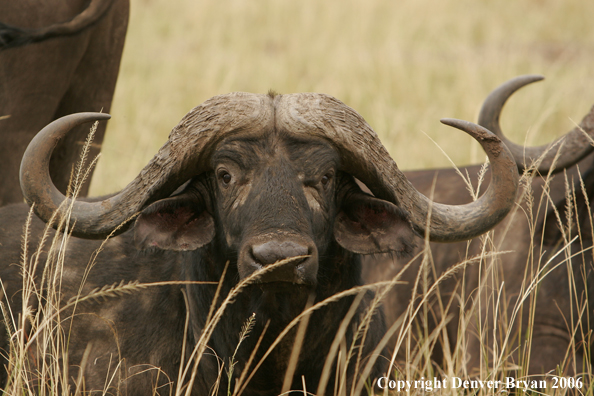 African Cape Buffalo