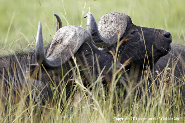 Cape buffalo in habitat, Kenya, Africa.