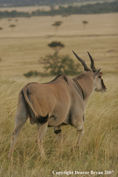 African Eland on plains