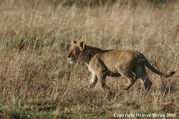 African lion cub