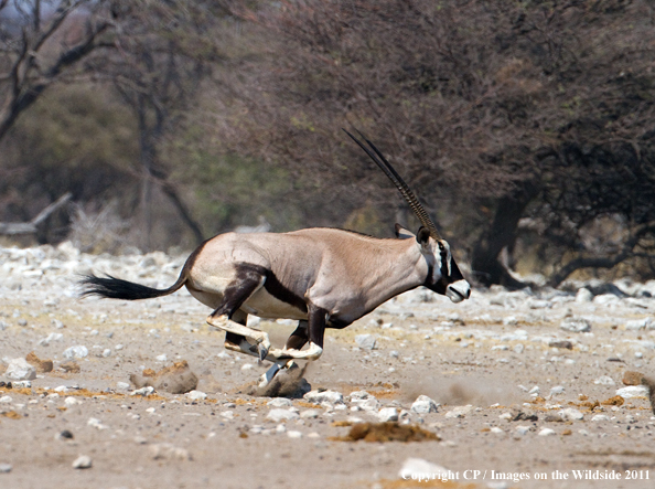 Oryx/Gemsbok running. 