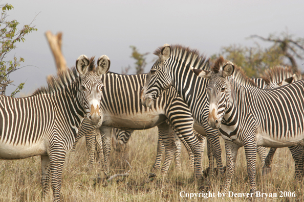 Grevy's Zebra