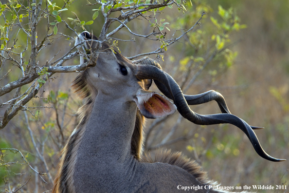 Kudu in habitat. 
