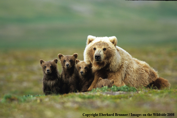 Brown Bear in habitat