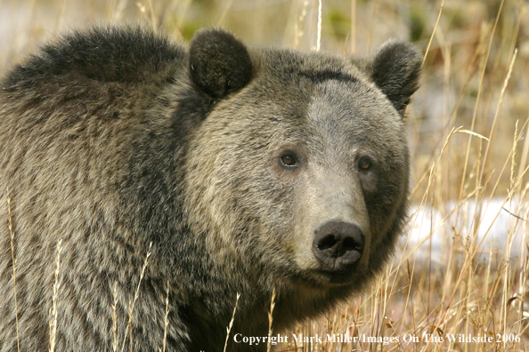 Grizzly bear in habitat.