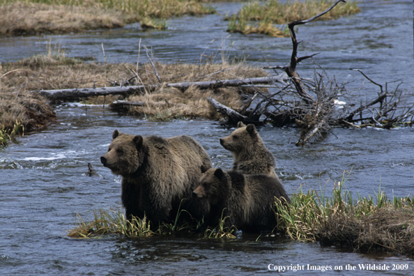 Brown/Grizzly Bear cubs with mother