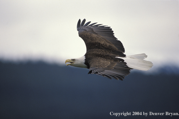 Bald eagle in flight.